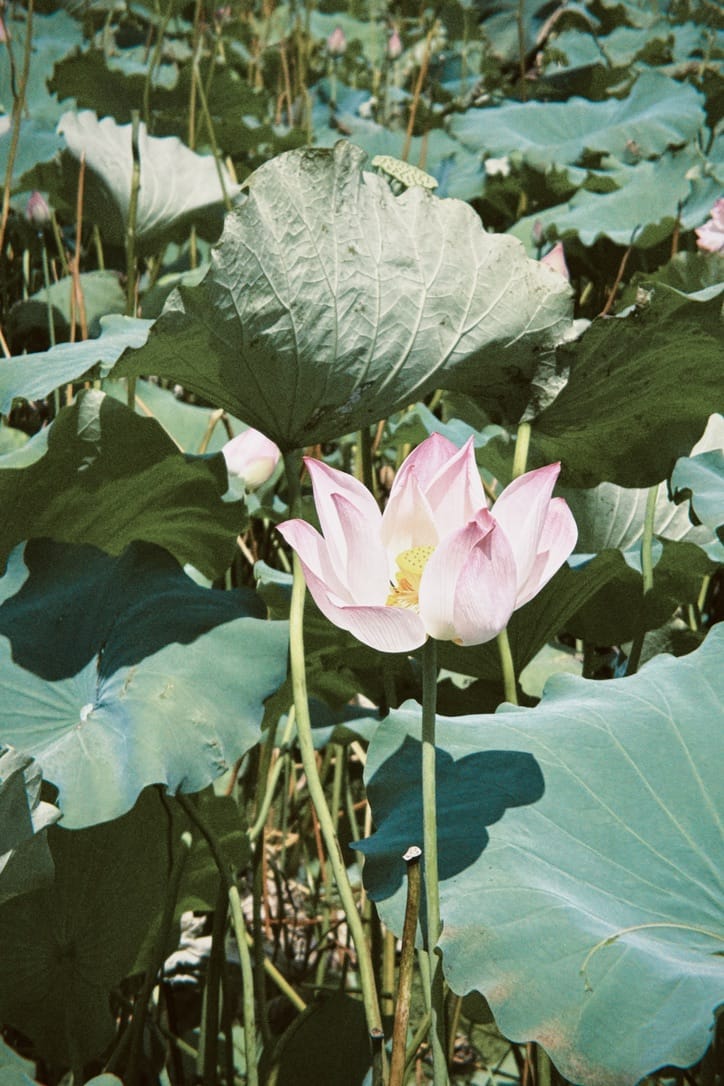 莲花