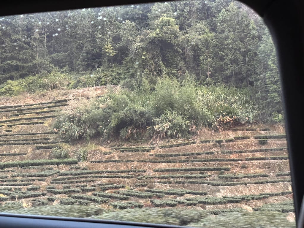 光秃秃的茶山