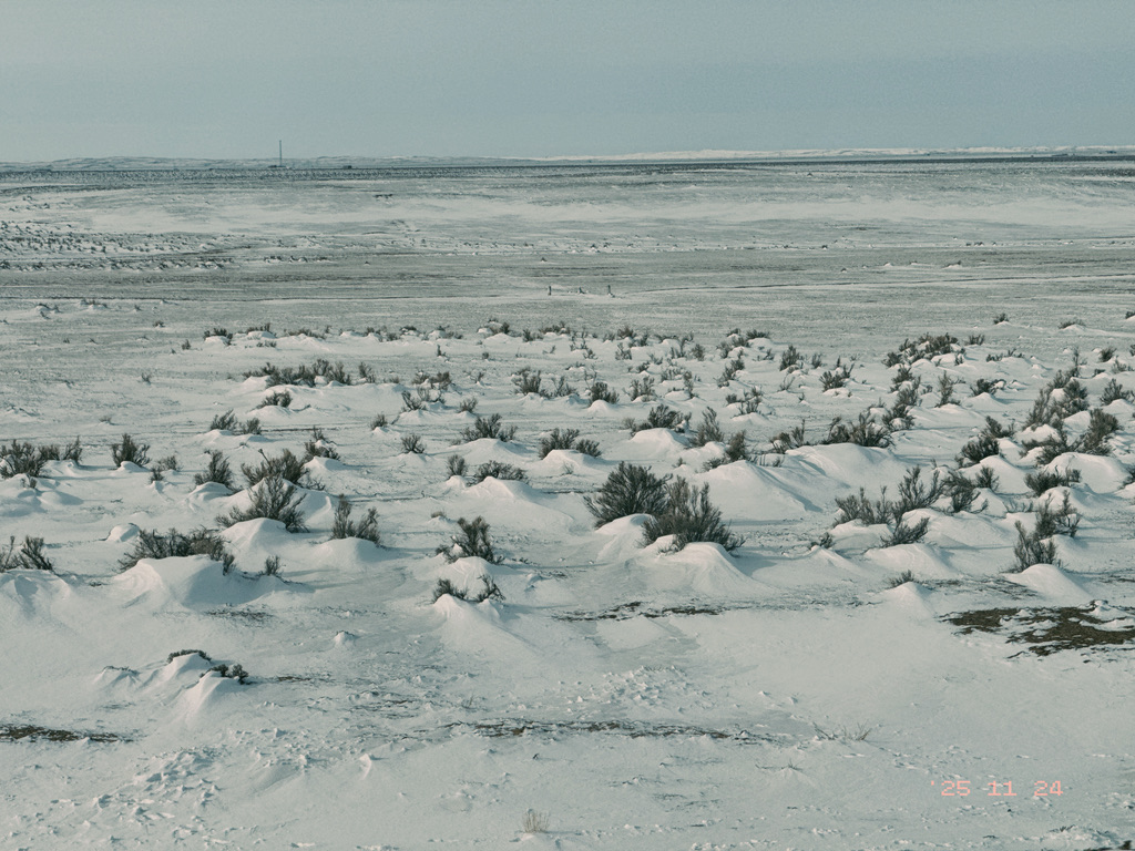 路边被琵琶柴拦住的雪，指明了风向