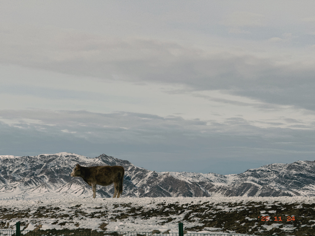 仅比阿尔泰山略矮的牛牛