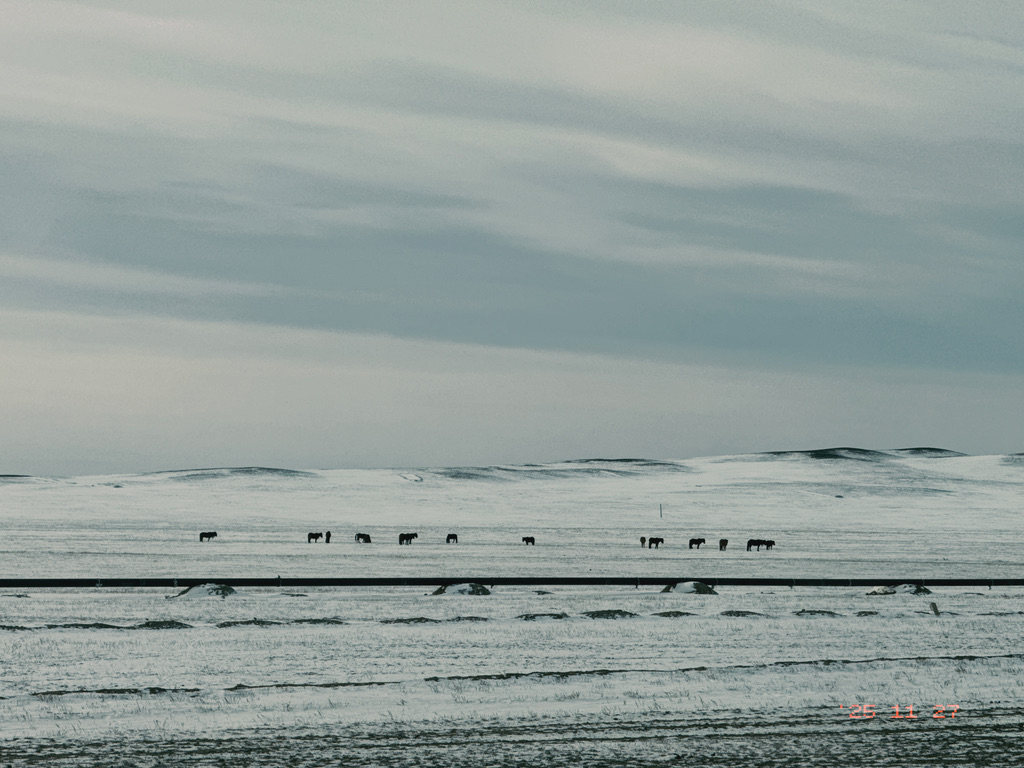 这一路主要是输油管道作陪，偶尔有马儿和骆驼在雪原上低头吃草
