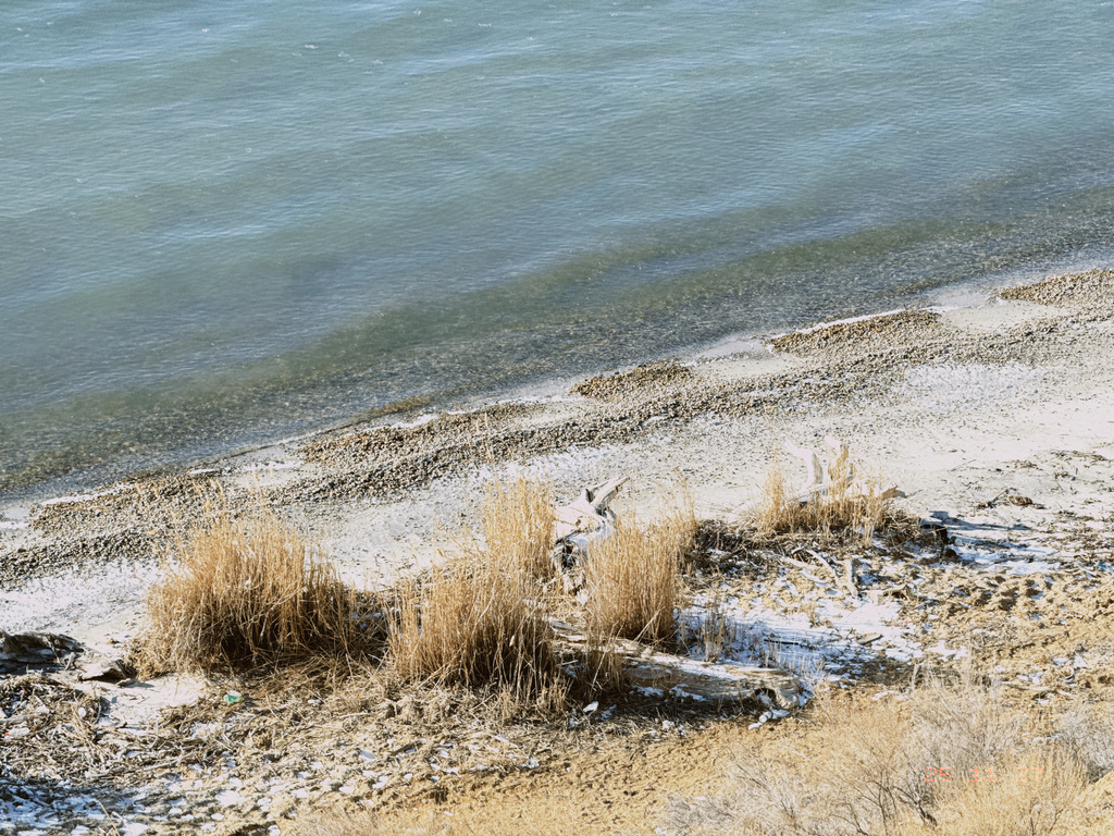 湖边的胡杨树快枯成化石了