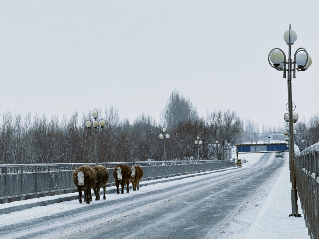 看脸它们是一家人