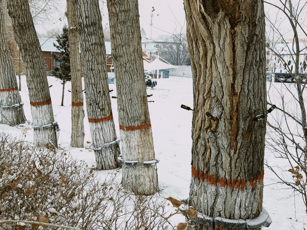 河边的树都在吃补剂，我们在路上缺乏维生素，也一路吃维生素片