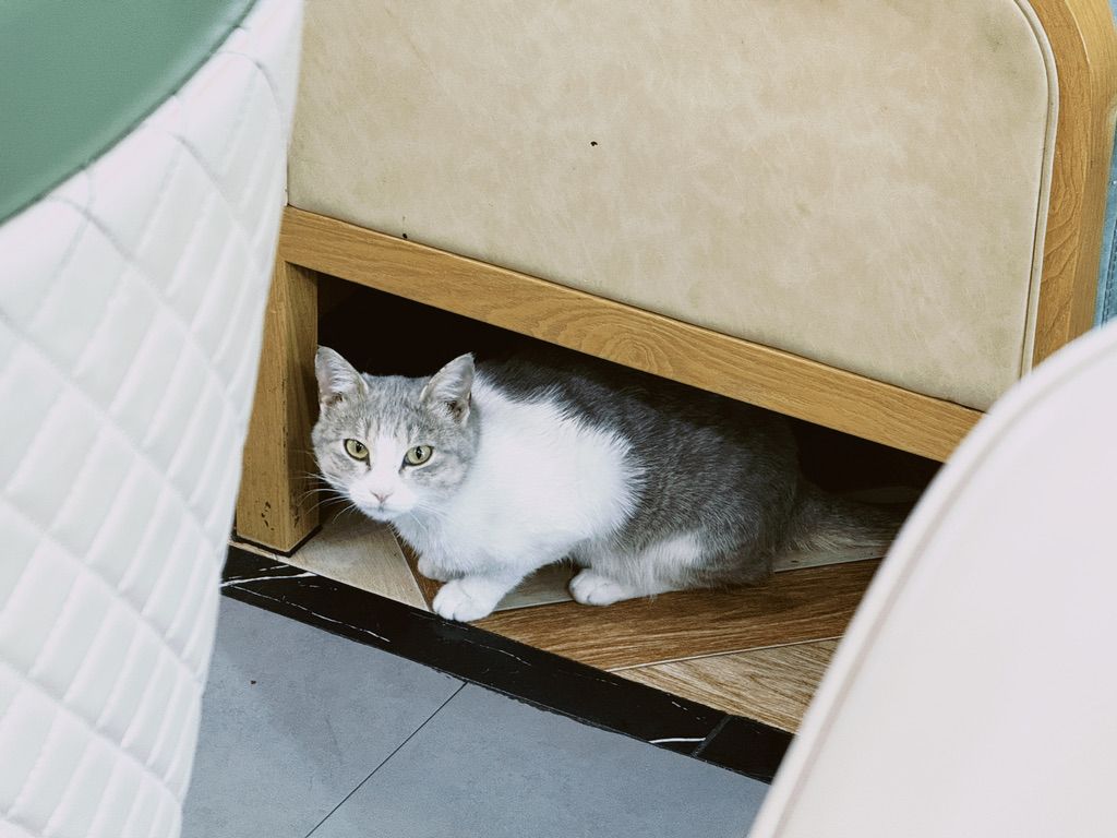 躲在牛肉面店的猫猫