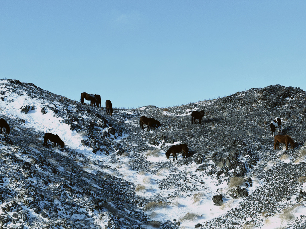 马儿们在小雪山上觅食