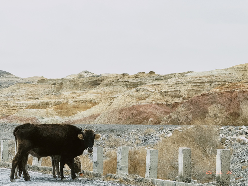 吃草的牛牛和随处可见的丹霞地貌