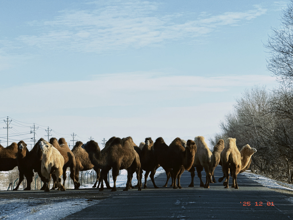 骆驼过街