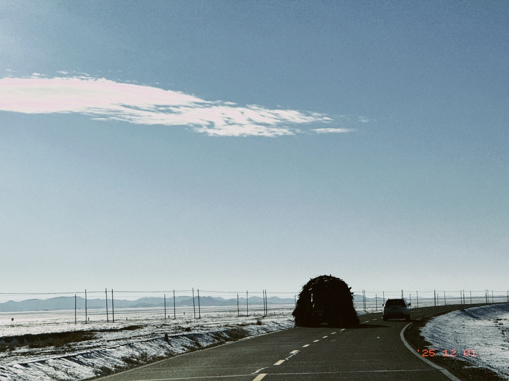 迎面走来一只巨型长毛狗