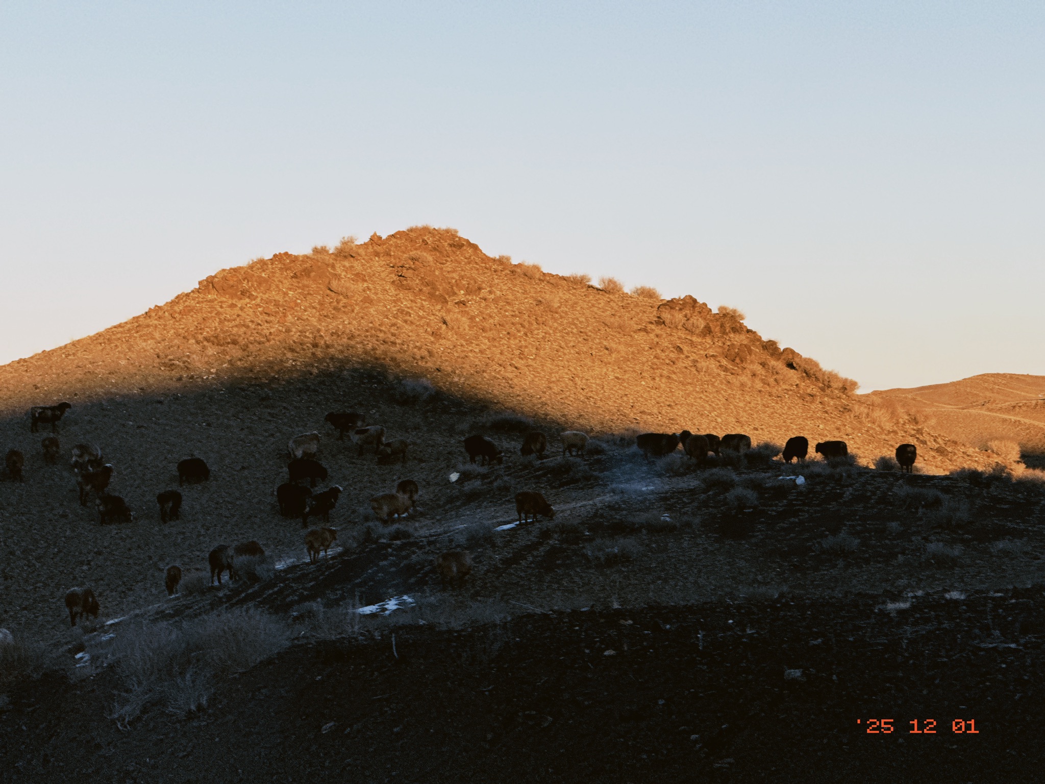 夕阳山坡上的羊群