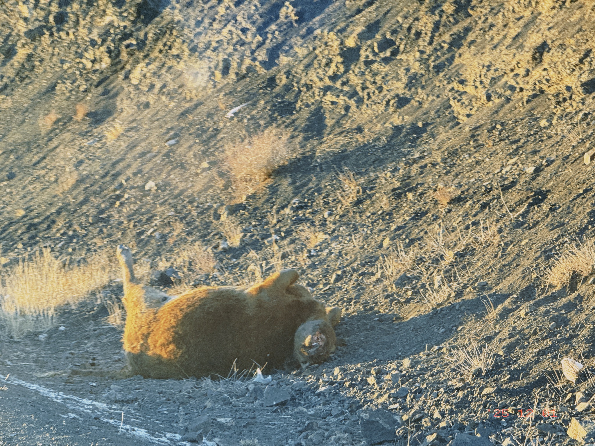 可怜牛牛，下嘴唇和屁股都被咬烂了