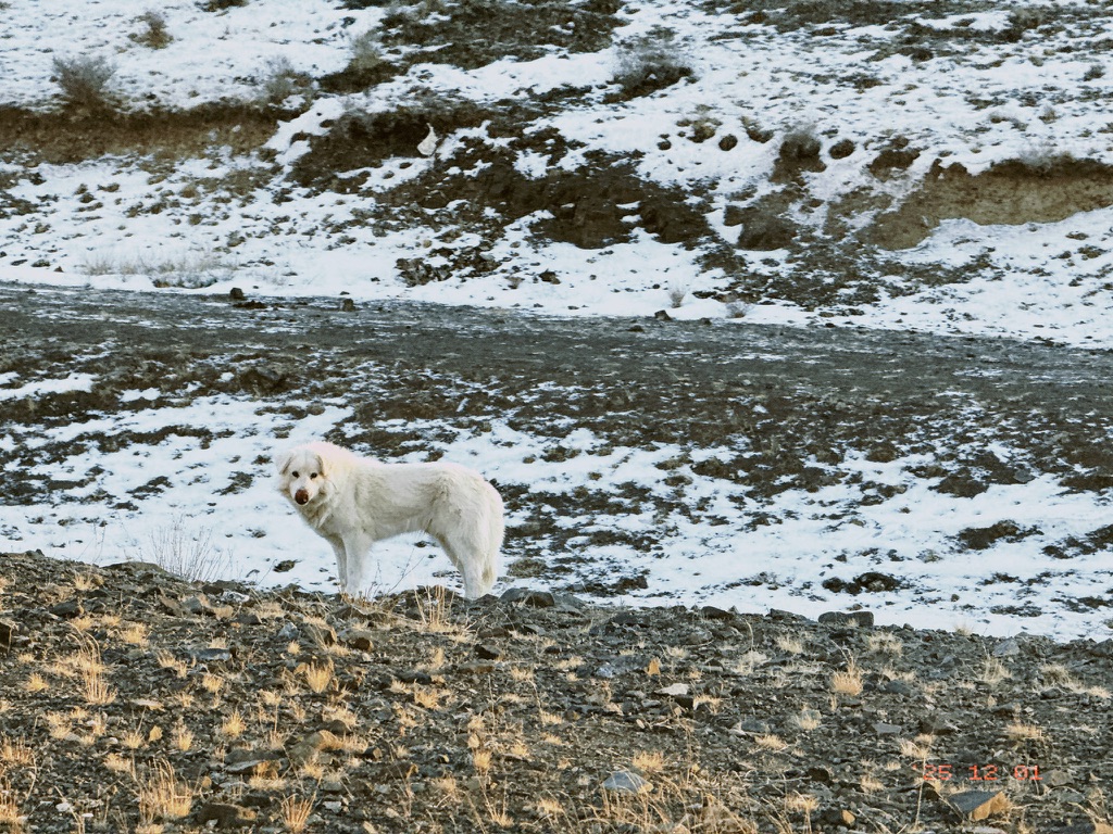 砸吧嘴舔舌头的狗狗
