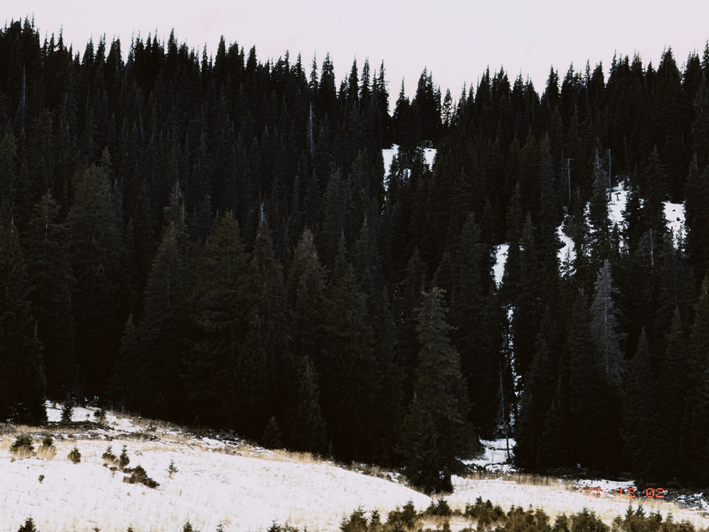 赛湖西侧山坡上长着茂密的森林，和其他几侧都不一样