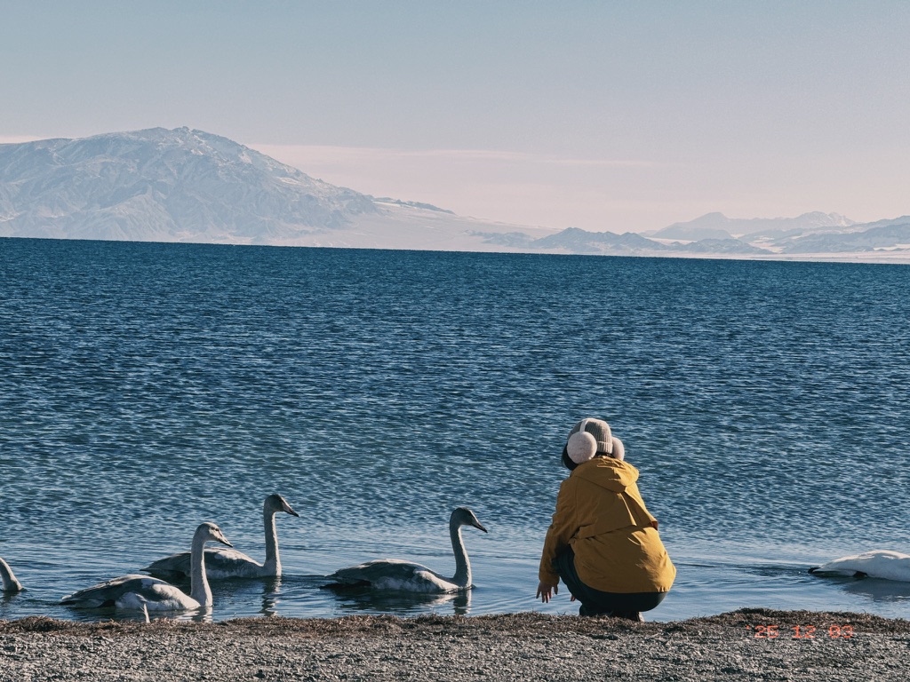 恙儿与天鹅家族