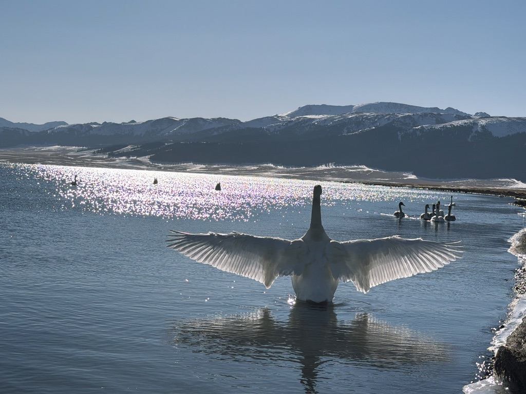 恙儿拍的天鹅展翅
