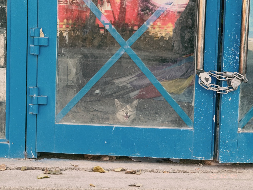 叽叽歪歪的小奶猫