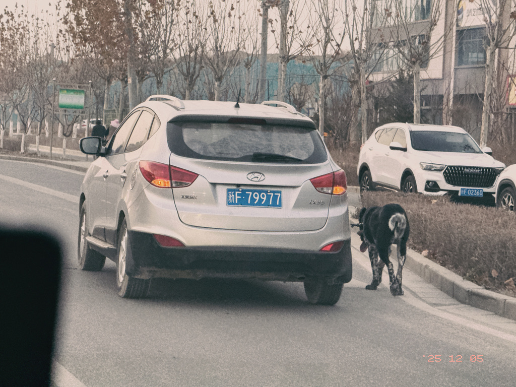 回来的路上还遇到开车遛狗的，佛罗里达不养闲人