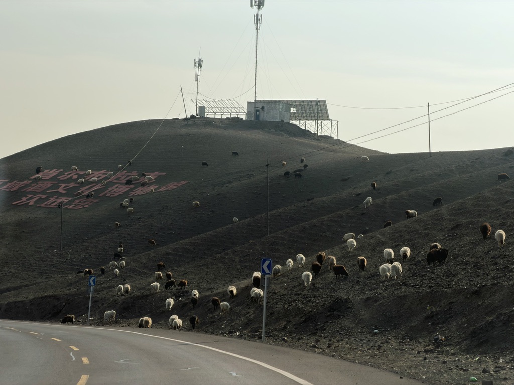 这一片山坡上的咩咩也毫不顾忌别人放在这里的广告牌