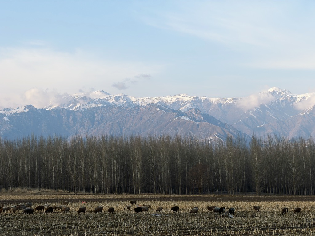 咩咩，森林和远处的雪山