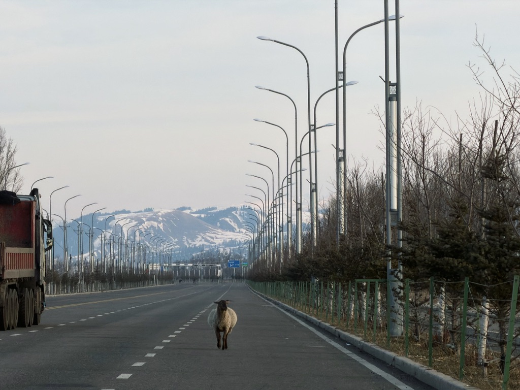 路上有一只走散了的咩咩，正奋力追赶在围栏另一边的大部队