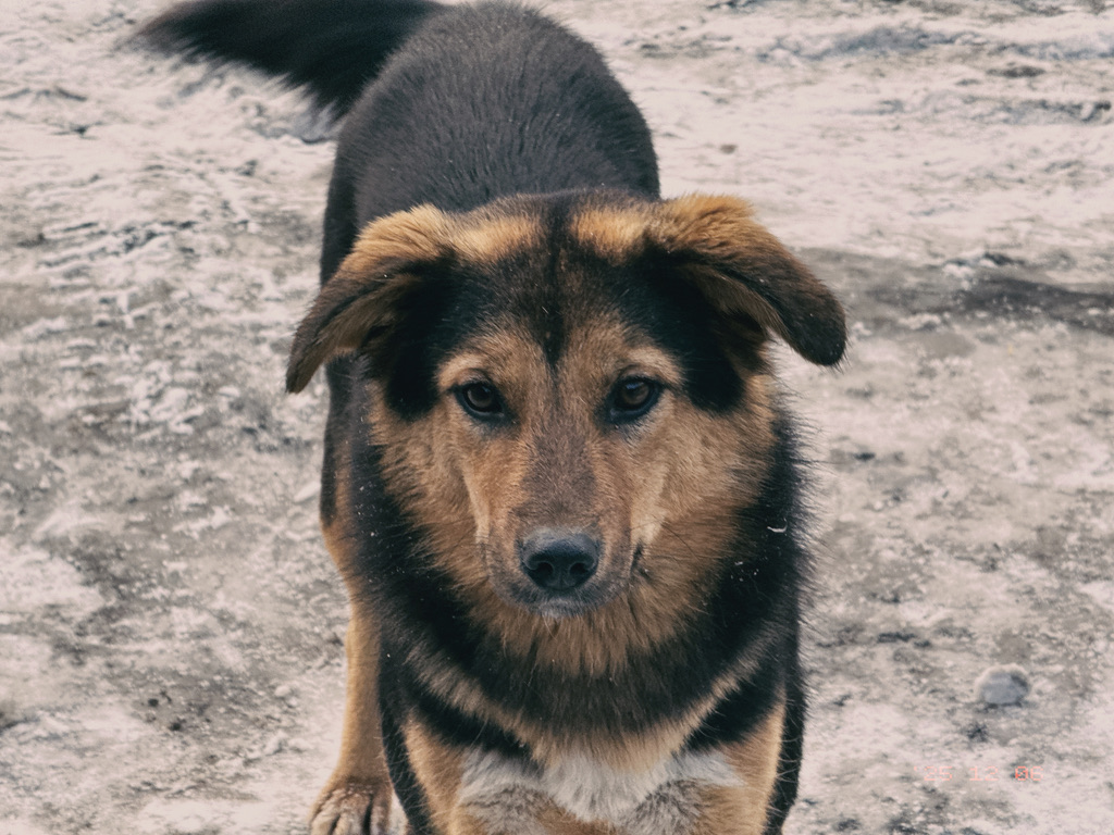 狗子真的一脸善良