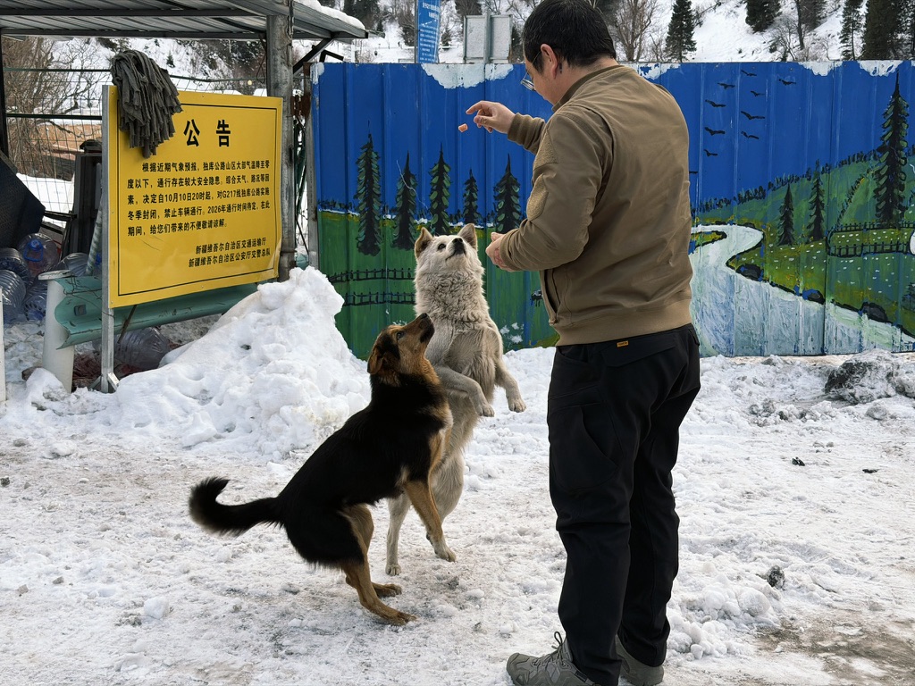 乖巧的狗子、封路的路牌