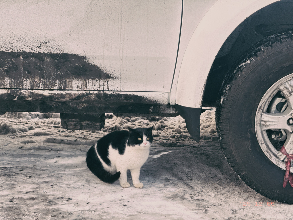 一脸警觉的奶牛猫