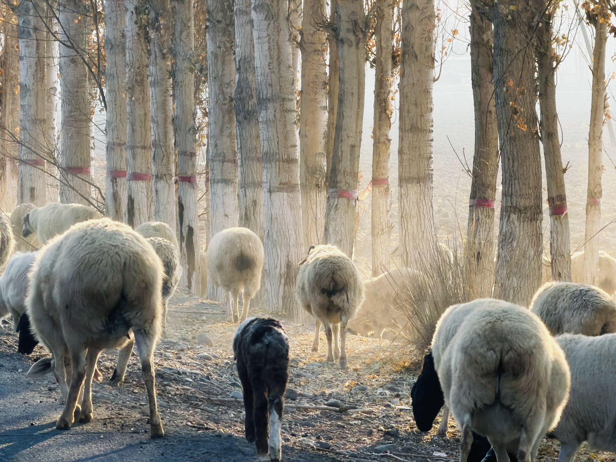 夕阳下的咩咩屁股