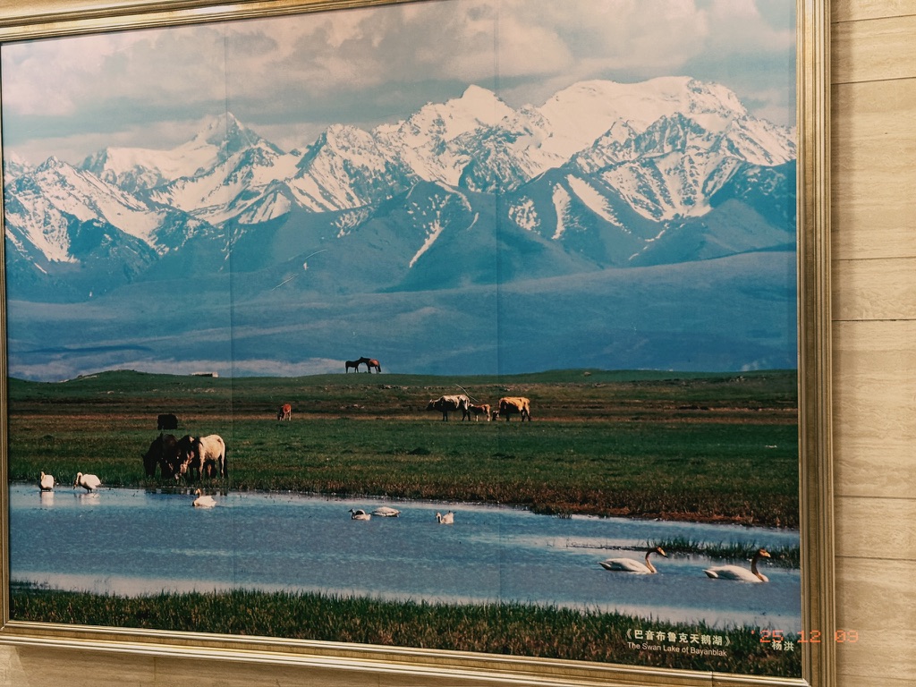 博物馆里的摄影作品巴音布鲁克天鹅湖，只能在夏天的独库公路看到了