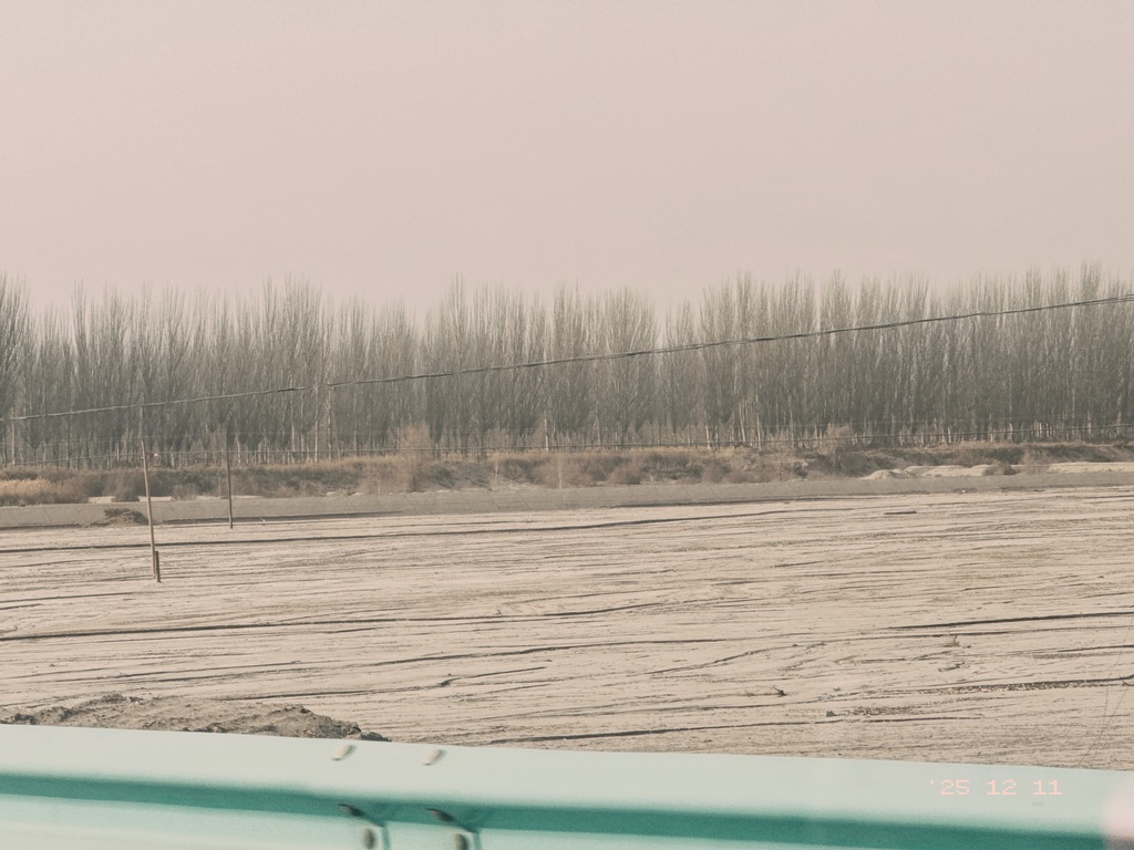 防风林，虽然秃了依旧有用，就是它们让库车的风一出来就没有了