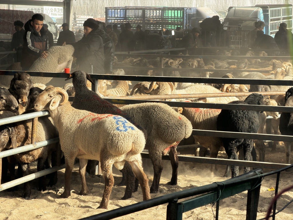 已经被选中、称重好的羊儿