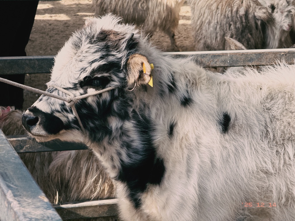 一头漂亮的小黑白花牛