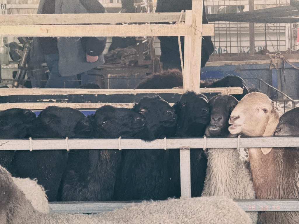 被固定在围栏上的羊儿