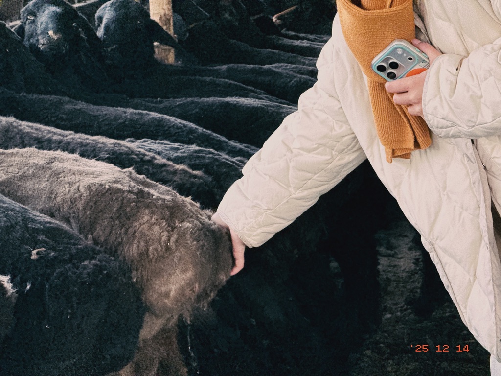 恙儿摸羊儿屁股