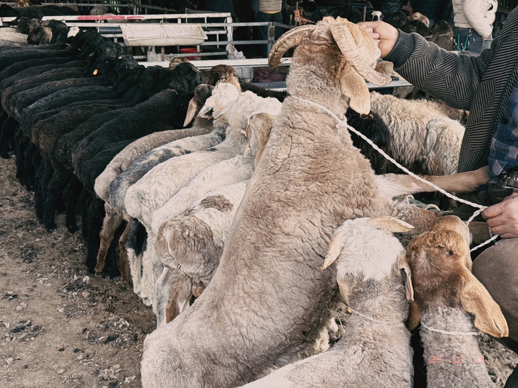 一排被拴着的羊和一只被奖励一点苞米粒的羊