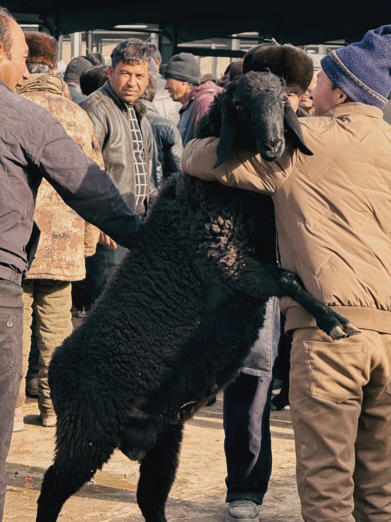 这只黑咩咩不听话，一直站起来想干它的主人