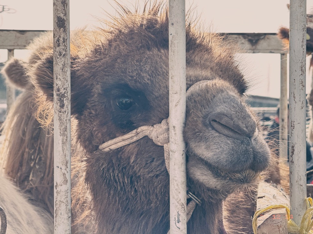 骆驼永远是最萌萌哒的