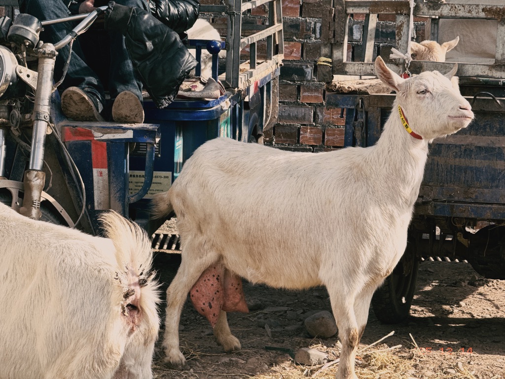 一眼就知道你是一只优秀的奶羊