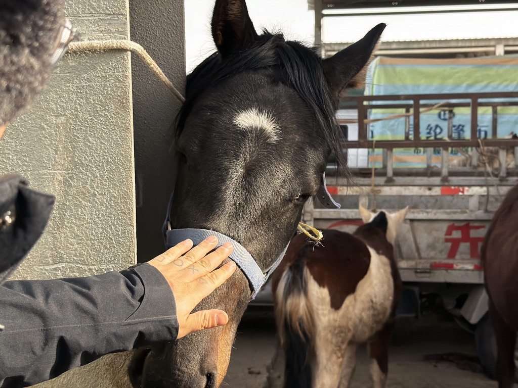 马儿的眼神里则可以透露悲伤，摸摸头