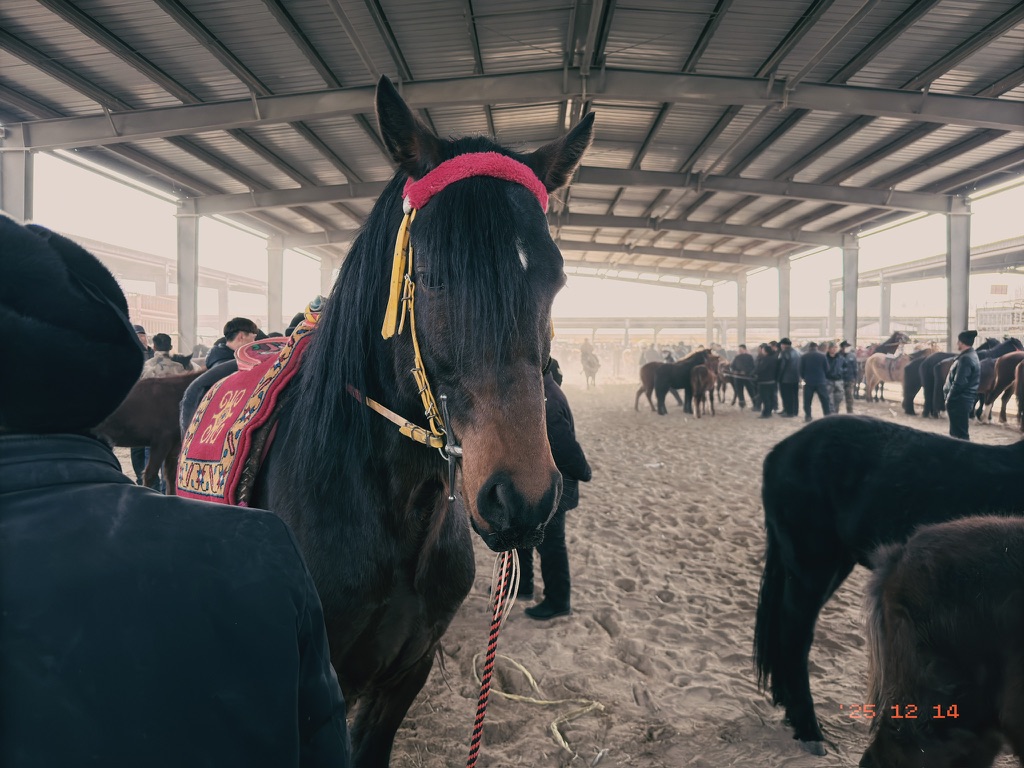 一骑绝尘的好马