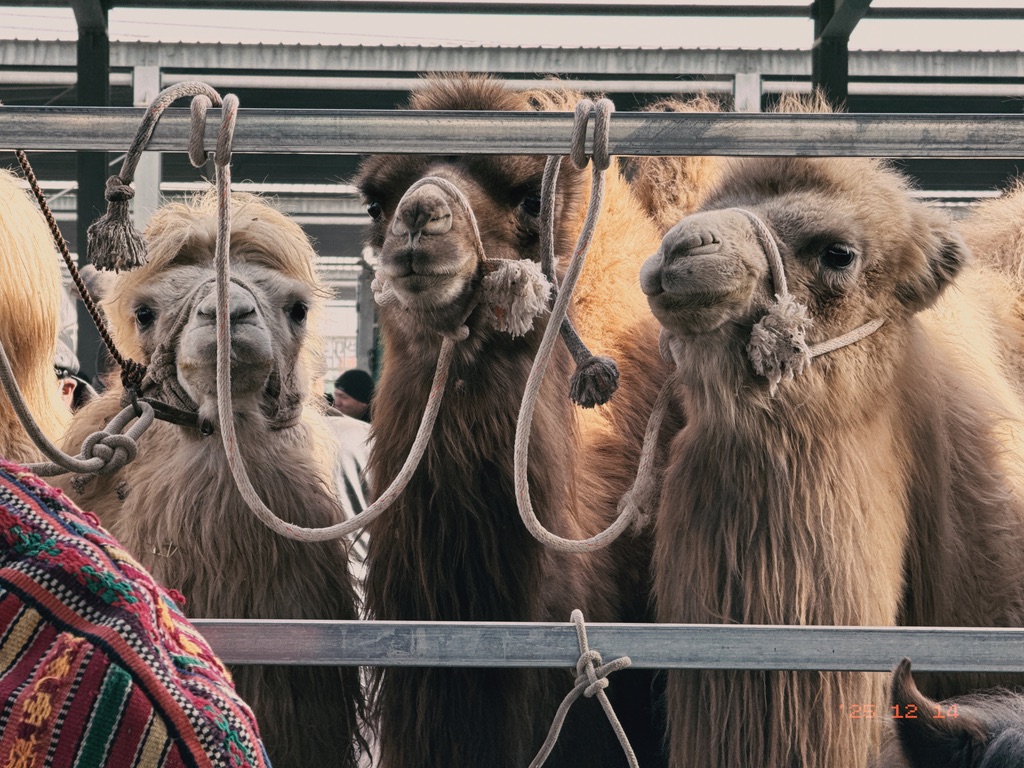大眼睛、长睫毛、三瓣嘴，谁不爱！