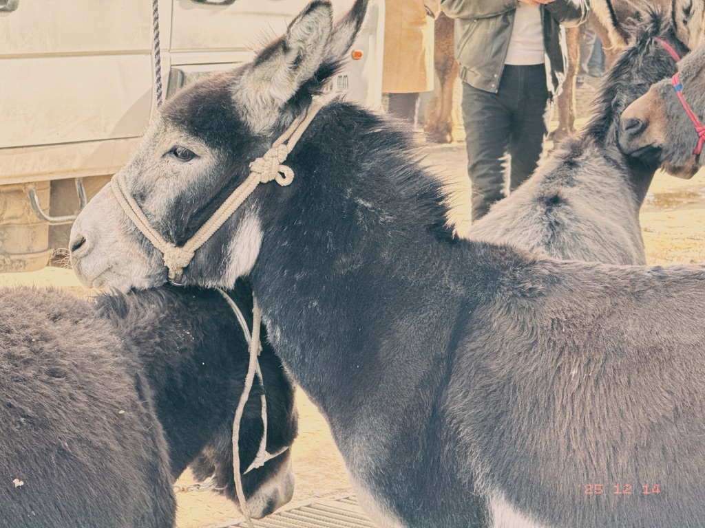 驴儿们也应该有一张