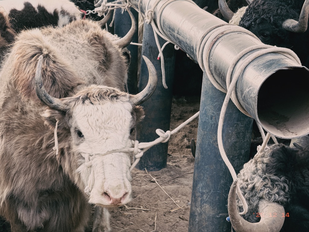 白牦牛，你应该去白沙湖景区上班！