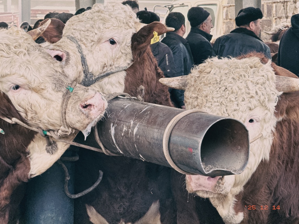 牛儿被绑得吐白沫了