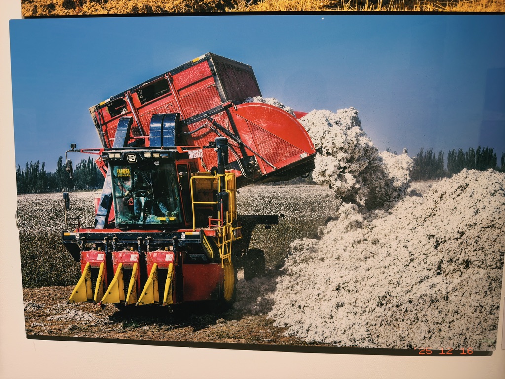 我此前一直以为棉花只能手工，这是机采棉花的照片