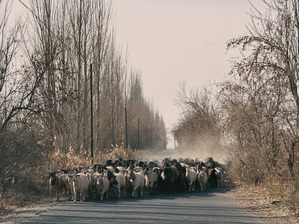 行至乌帕尔镇路遇到过路的羊群
