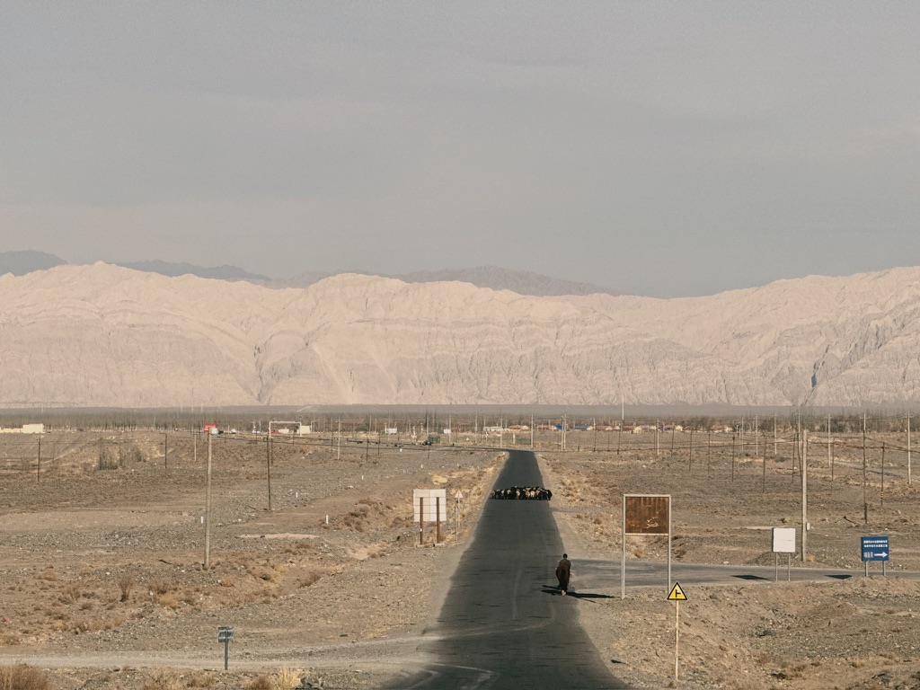 羊儿们很放松地在公路上走