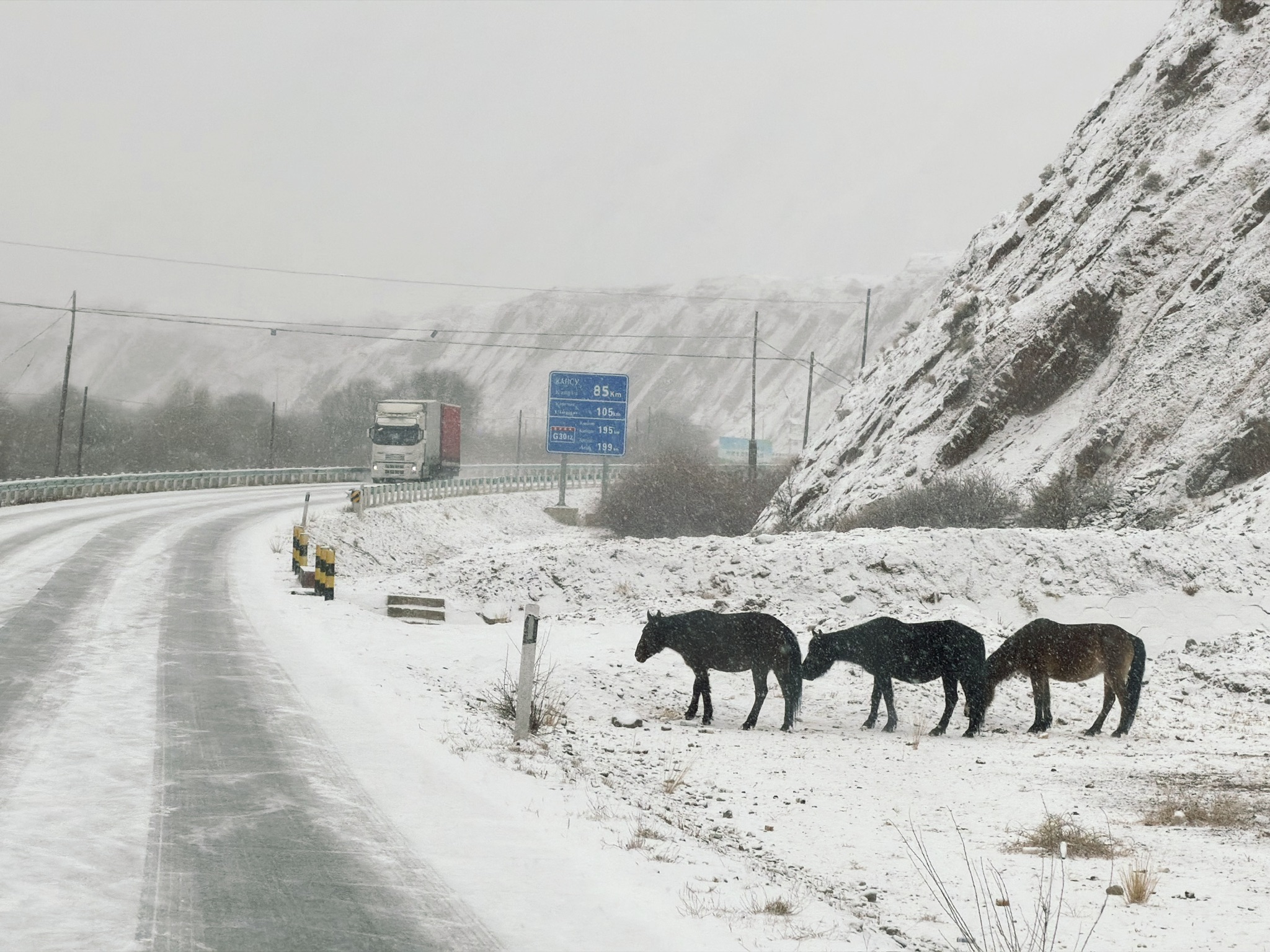马儿艰难地在雪地里找草吃