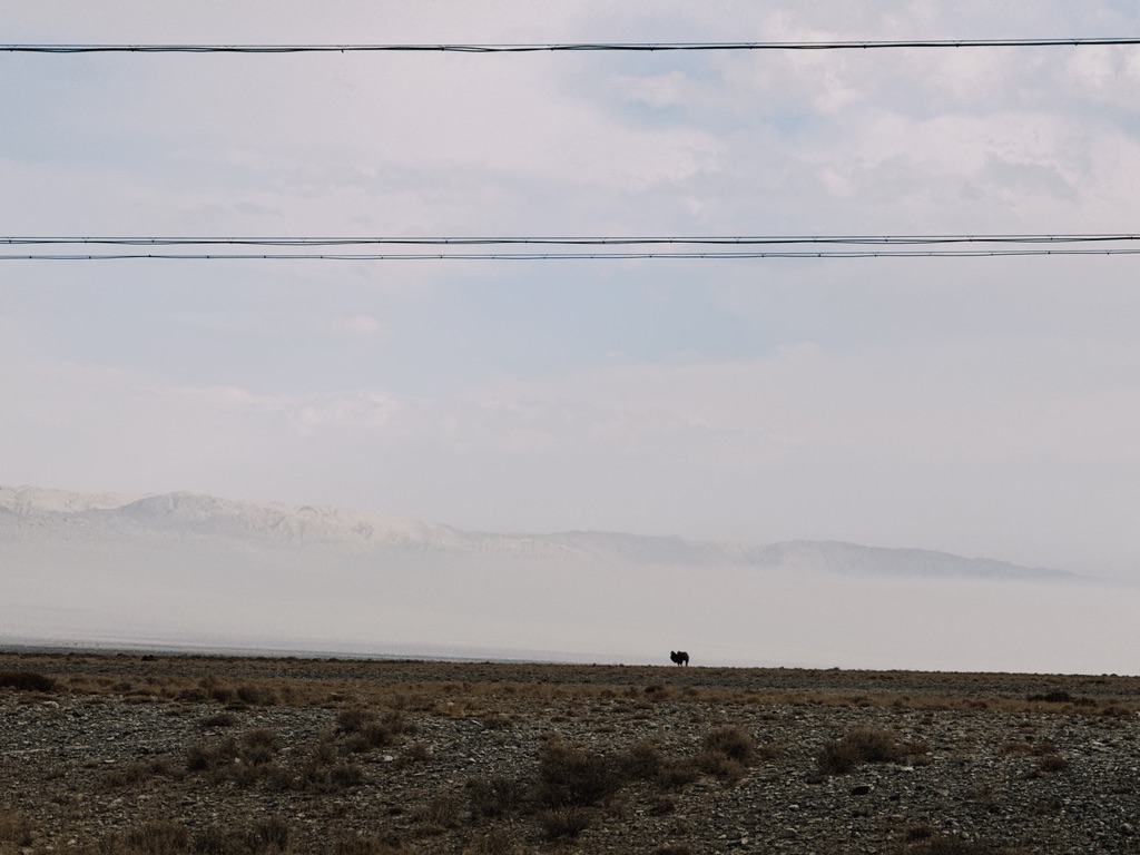 远处的山雾和近处的骆驼