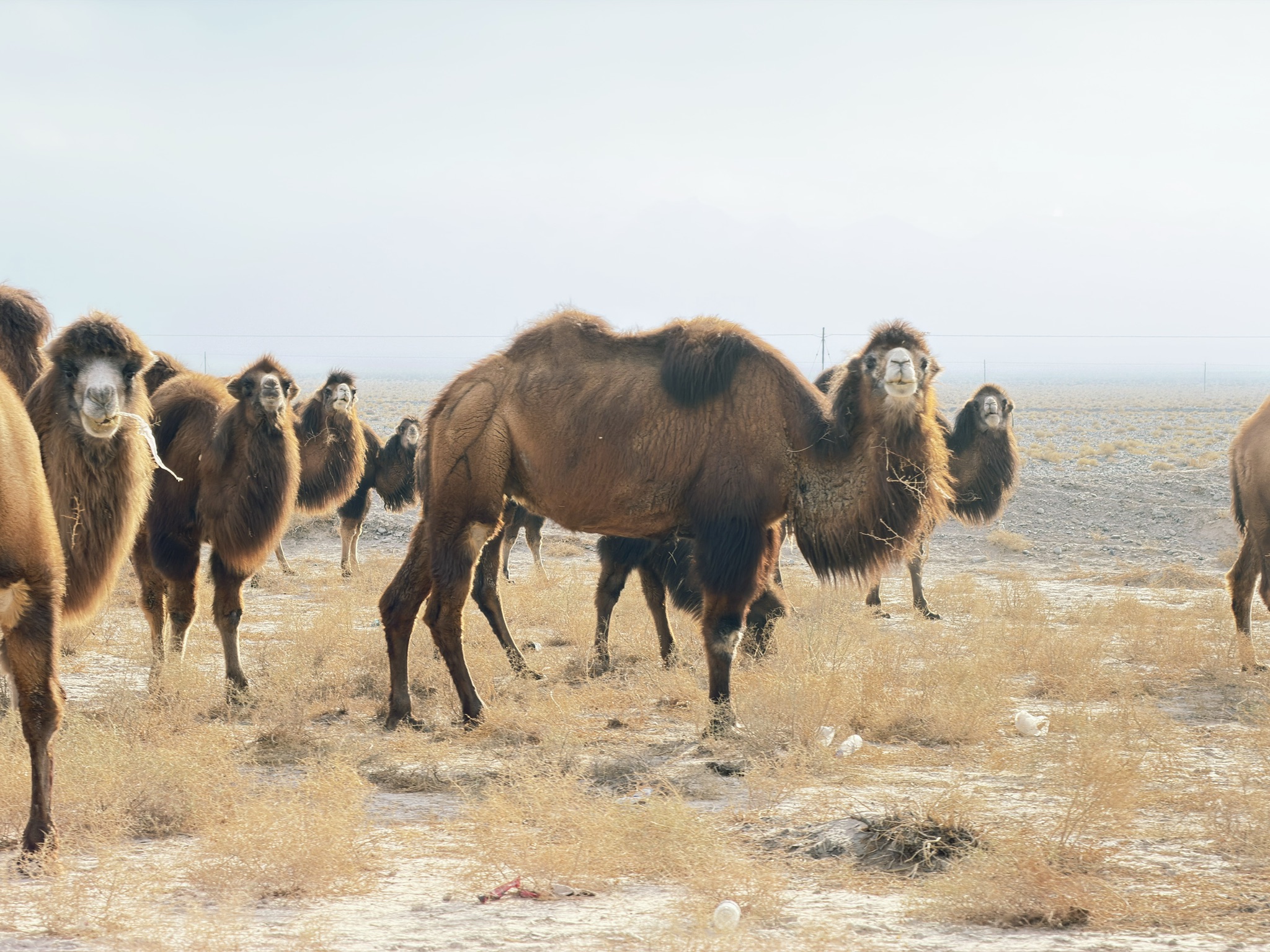 被一整个家族的骆驼看着